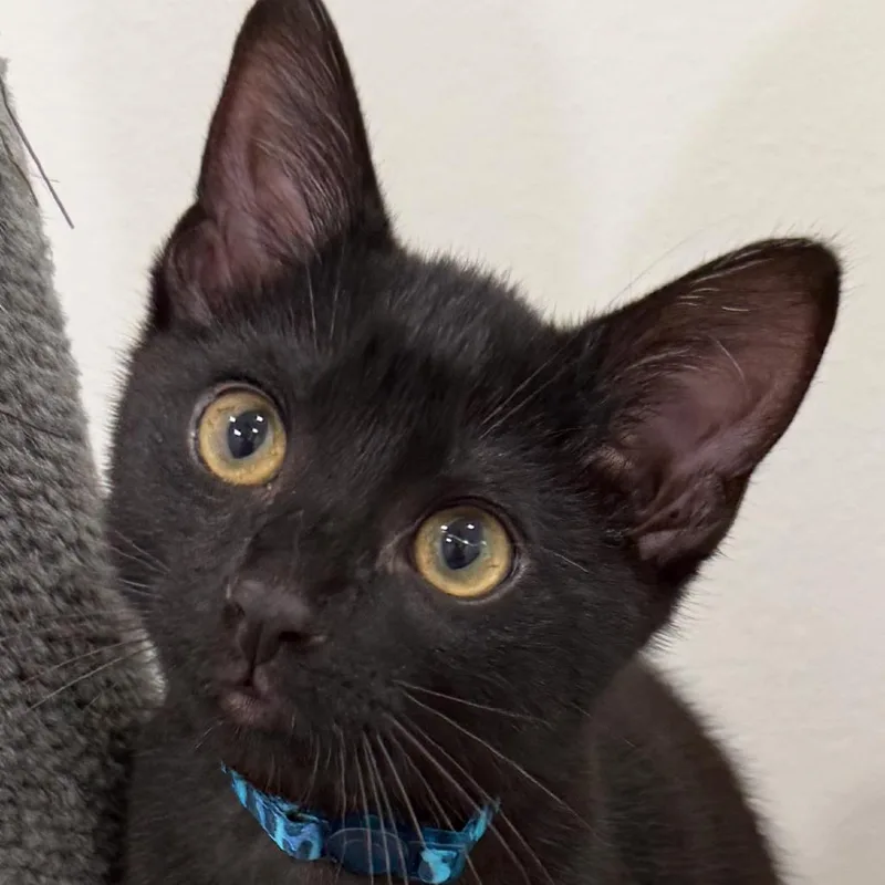 A baby small-sized male Black Domestic Short Hair cat named Miney for adoption in Tuscaloosa, AL
