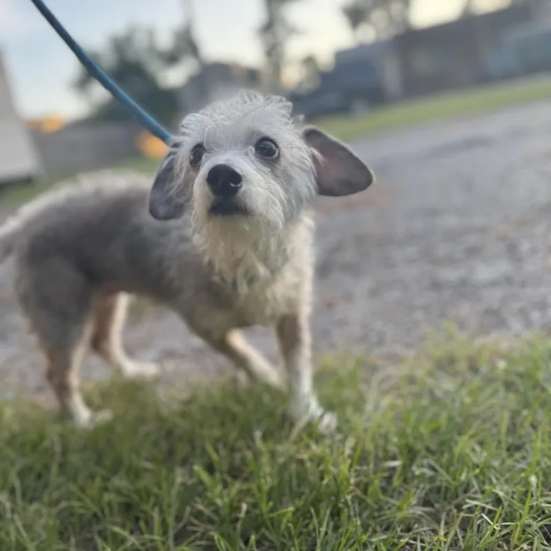A senior small-sized female White / Cream Terrier dog named Charlotte June for adoption in Houston, TX
