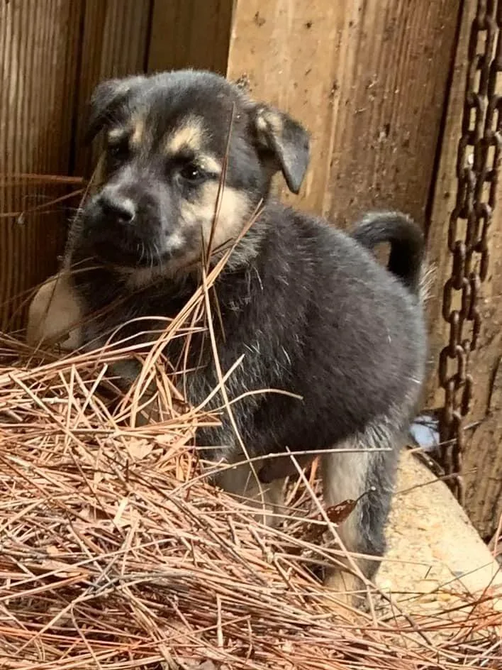 A baby medium-sized male Mixed Breed dog named Gonzo for adoption in Fond Du Lac, WI