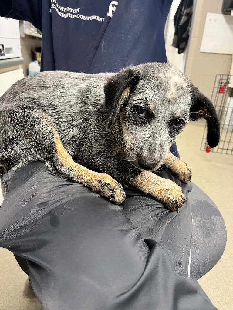 A baby medium-sized female Australian Cattle Dog / Blue Heeler dog named Honey for adoption in Hopkinsville, KY