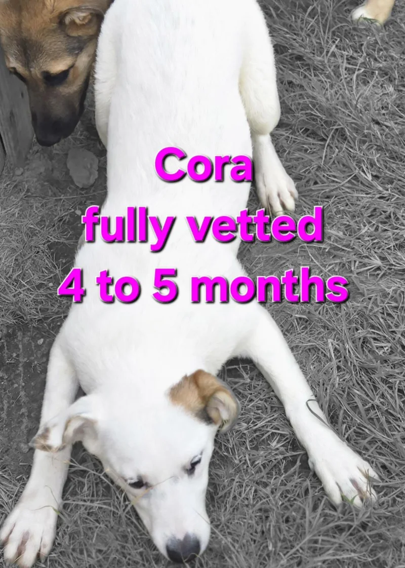 Cora