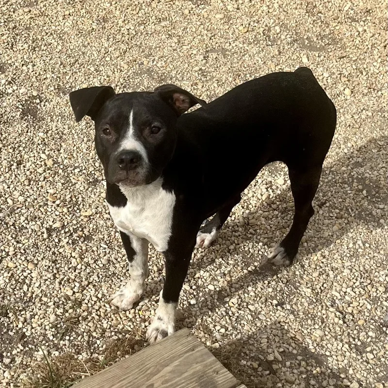 A young medium-sized female Black Pit Bull Terrier dog named Lisa for adoption in Brewton, AL