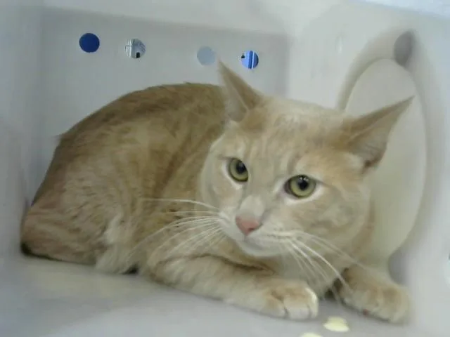 A young medium-sized male Domestic Short Hair cat named Lilo for adoption in Albuquerque, NM