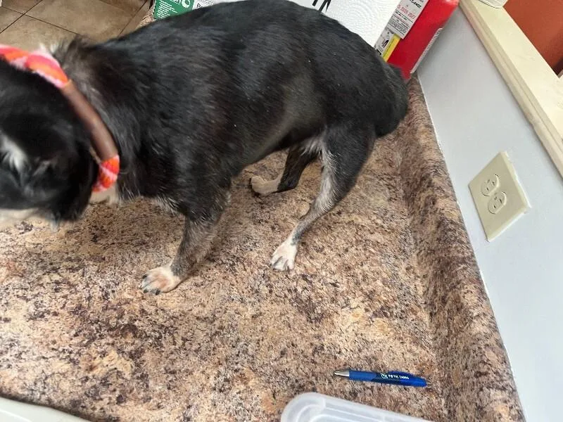 A senior small-sized male Black Mixed Breed dog named Nine in the Afternoon for adoption in Cincinnati, OH