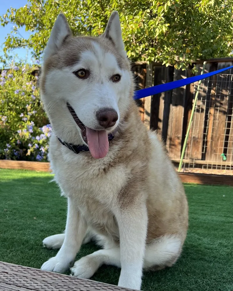 An adult large-sized female Red / Chestnut / Orange Siberian Husky dog named Bella for adoption in Elk Grove, CA