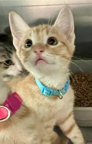 A baby small-sized male Domestic Short Hair cat named Derek for adoption in Houston, TX