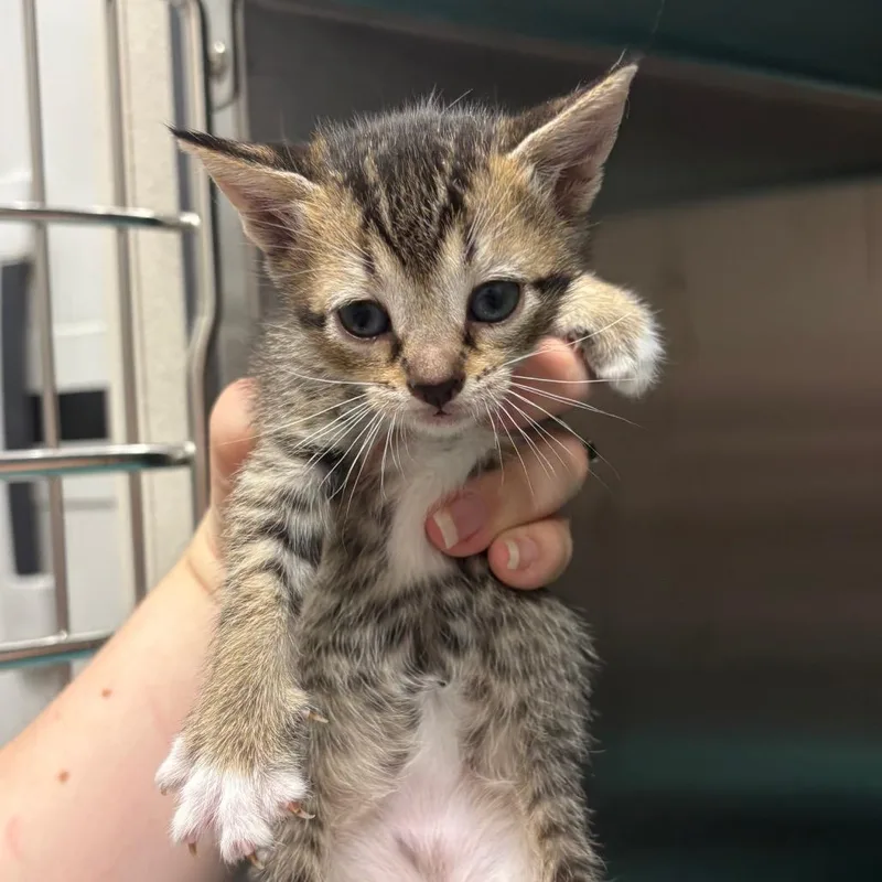 A baby small-sized female Brown / Chocolate Domestic Short Hair cat named Floatie for adoption in Morganton, NC