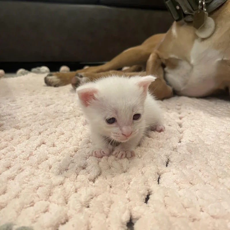 A baby medium-sized male White Domestic Short Hair cat named Mr. Bigglesworth for adoption in Norco, CA