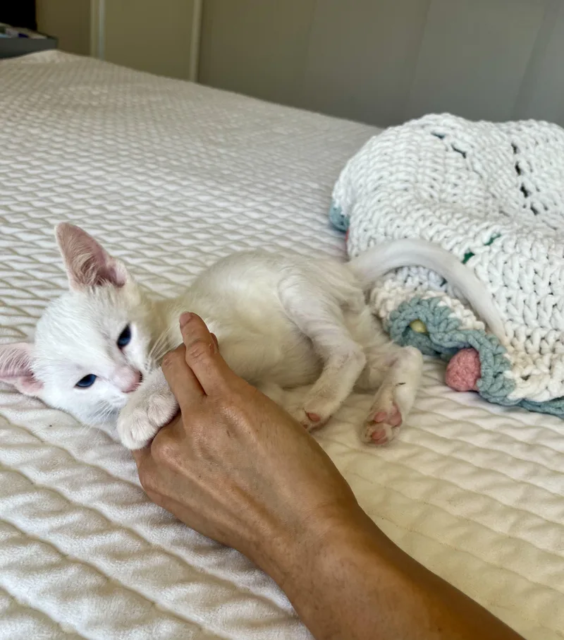Mr. Bigglesworth thumbnail 2