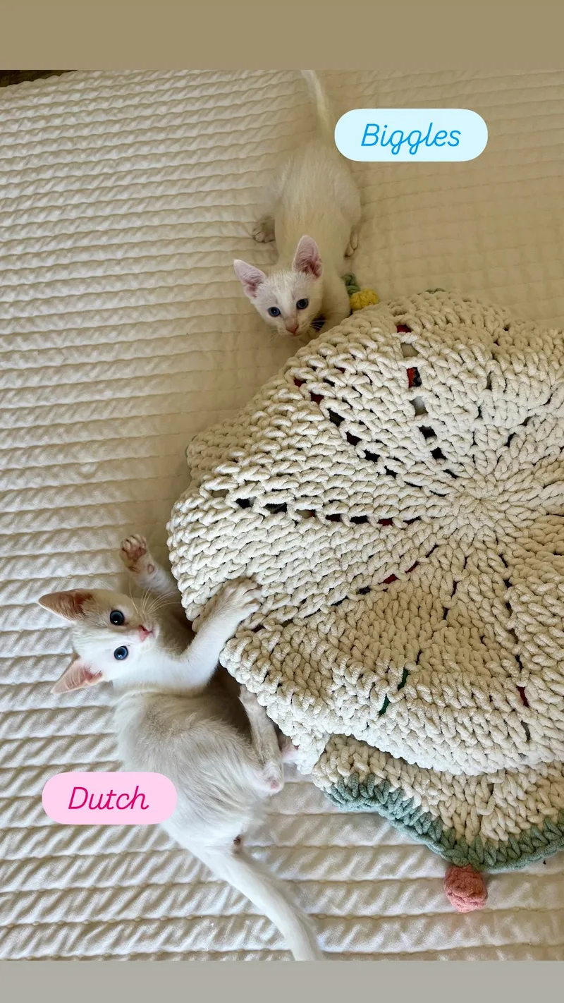Mr. Bigglesworth thumbnail 3