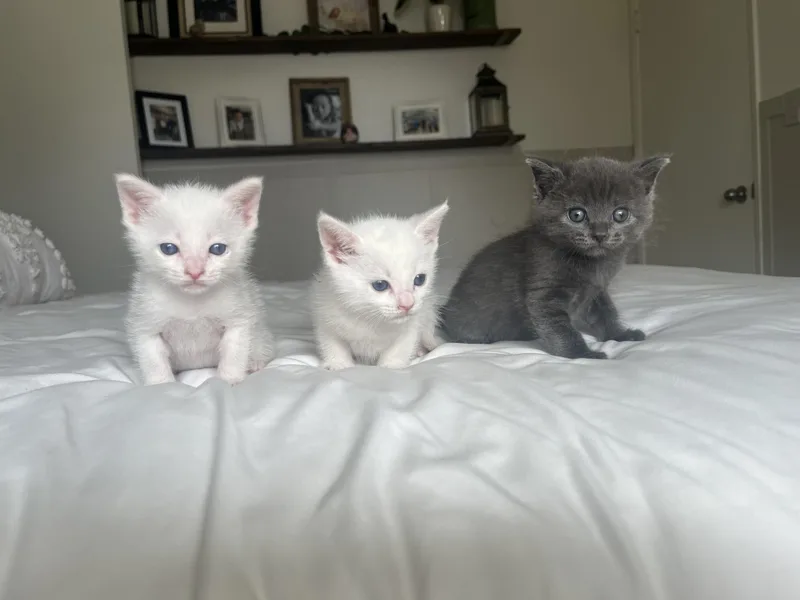 Mr. Bigglesworth thumbnail 5