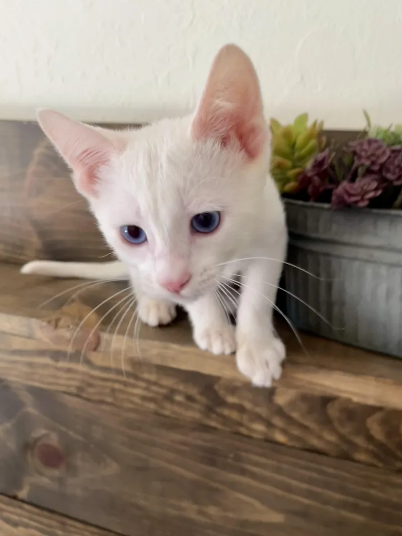 Mr. Bigglesworth thumbnail 6