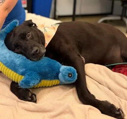 An adult large-sized female Labrador Retriever dog named Miss Bea for adoption in Washington, DC