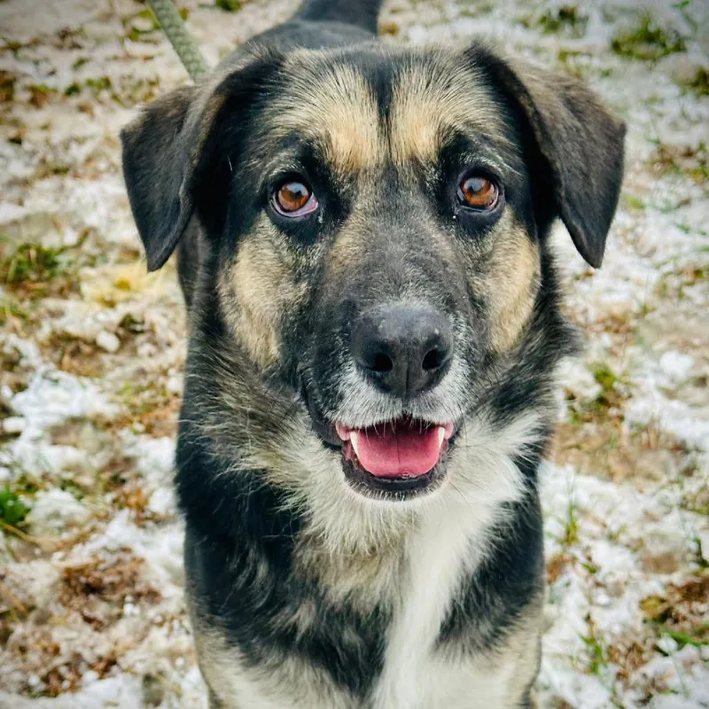 An adult medium-sized female Sable Shepherd dog named Ruth for adoption in Washington, DC