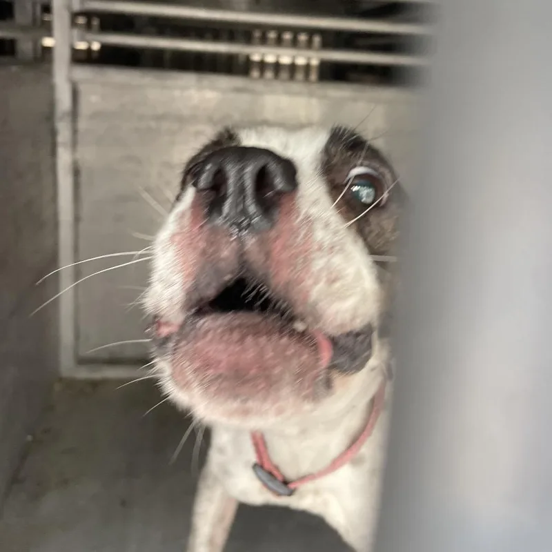An adult small-sized female Brindle Boston Terrier dog named Beary for adoption in Edinburg, TX