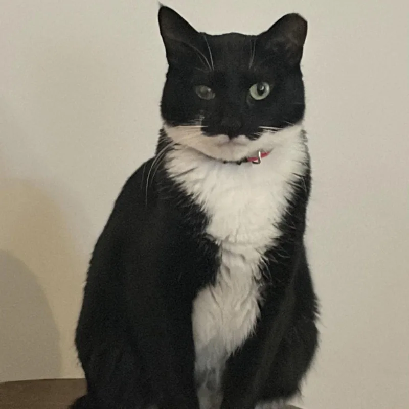 An adult medium-sized female Domestic Short Hair cat named Merlibird for adoption in Wilmington, NC