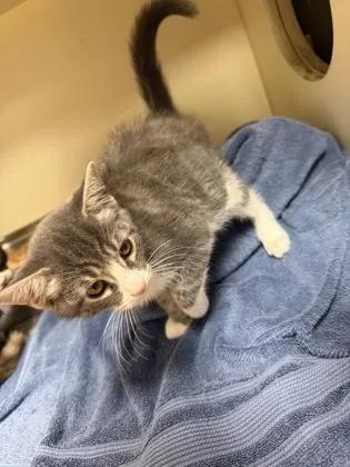 A baby medium-sized female Domestic Short Hair cat named Hi for adoption in Chamblee, GA