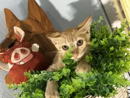 A baby small-sized female Domestic Short Hair cat named Keke for adoption in New Orleans, LA