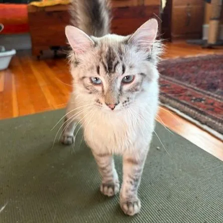 A young medium-sized male Buff / Tan / Fawn Domestic Medium Hair cat named Burrito for adoption in Washington, DC