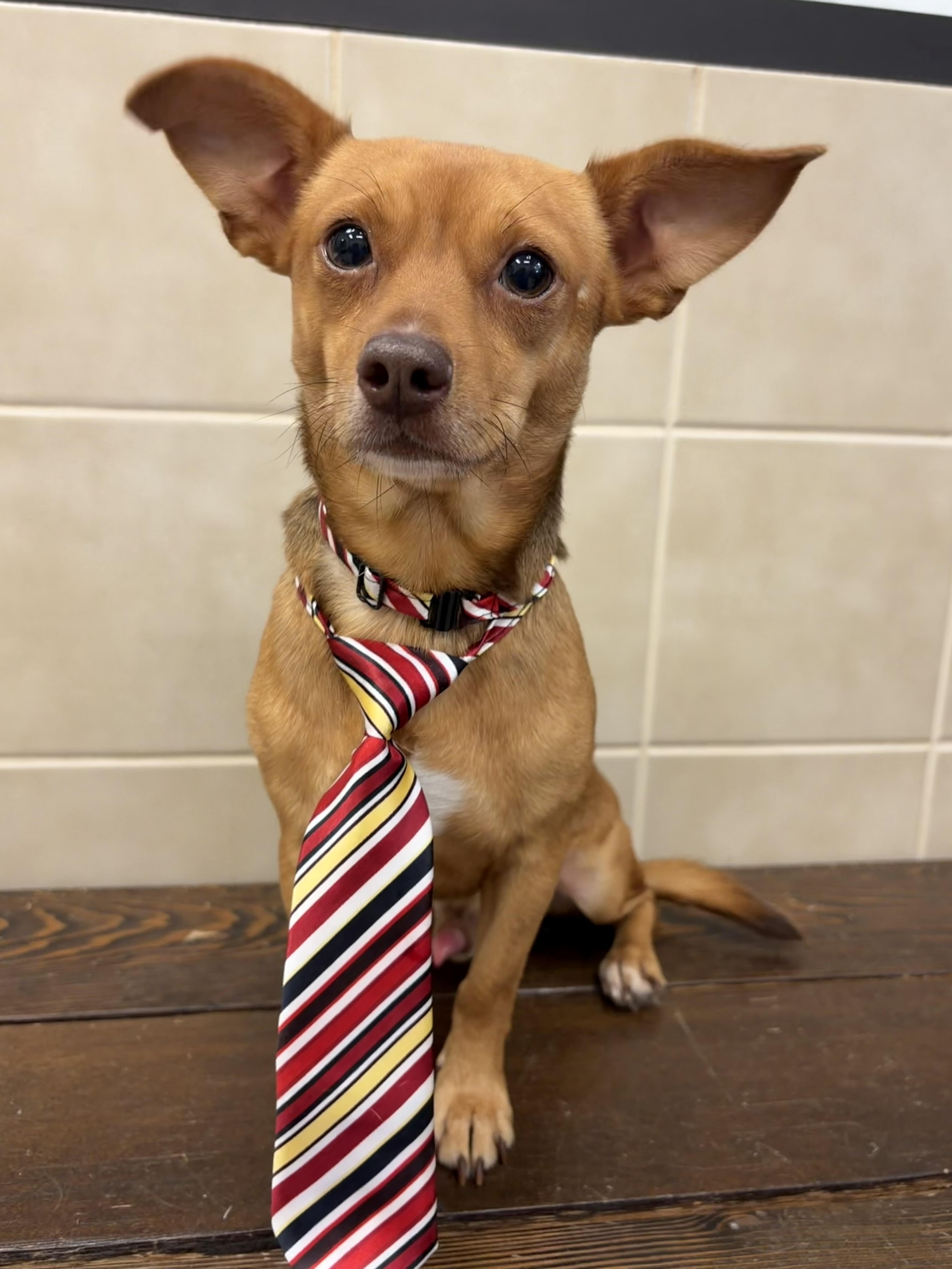 An adult small-sized male Chihuahua dog named Willie for adoption in Kerrville, TX