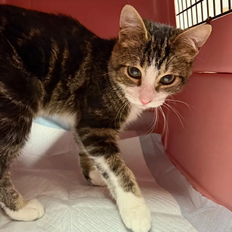A baby medium-sized male Domestic Short Hair cat named Miso for adoption in Ewing, NJ