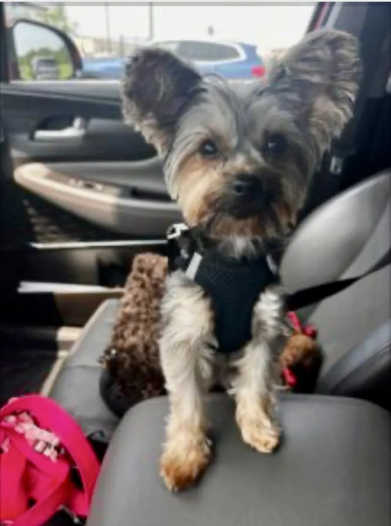 A baby small-sized female Yorkshire Terrier dog named Ariana Grande for adoption in Norfolk, VA