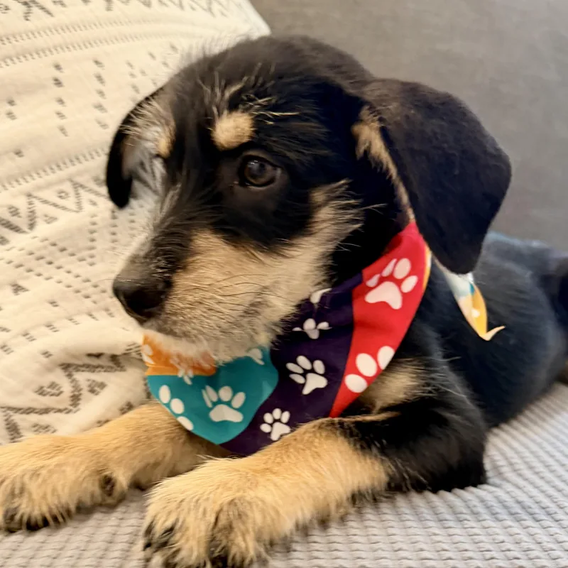 Jed perfect little man thumbnail 4