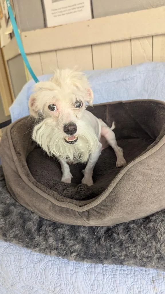 A young small-sized male Terrier dog named Wisp for adoption in Fort Worth, TX