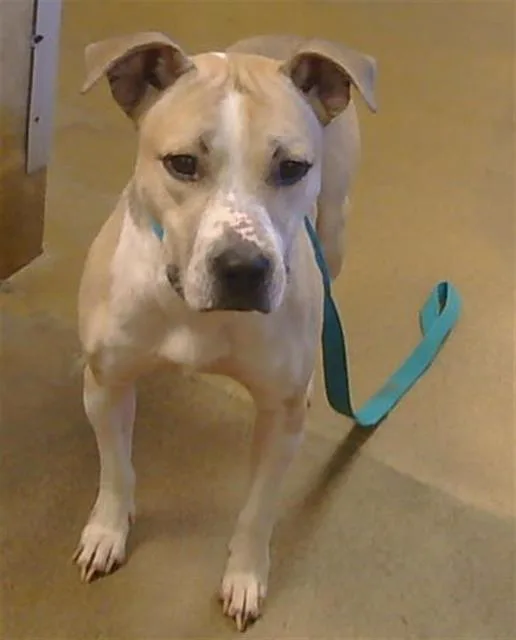 A young medium-sized male Pit Bull Terrier dog named Henry for adoption in Sacramento, CA