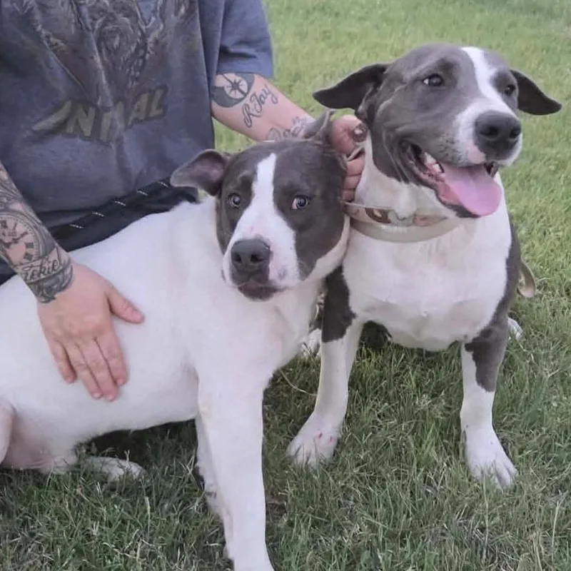 An adult small-sized male White / Cream Pit Bull Terrier dog named Scar Coming Soon for adoption in Dover, NH