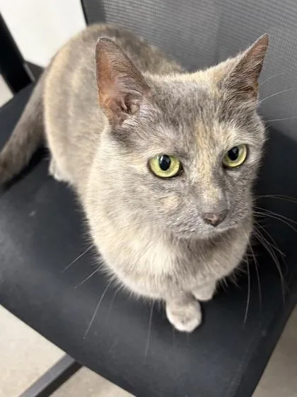 An adult small-sized female Domestic Short Hair cat named Maisy for adoption in West Chester, PA