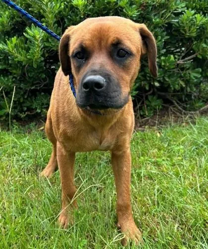An adult medium-sized female Rottweiler dog named Emma for adoption in Savannah, GA