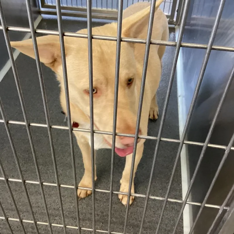 A young medium-sized male Apricot / Beige Shepherd dog named Bo for adoption in Montgomery, AL