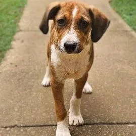 An adult medium-sized female Brown / Chocolate Hound dog named Lisabeth for adoption in Shelby, NC