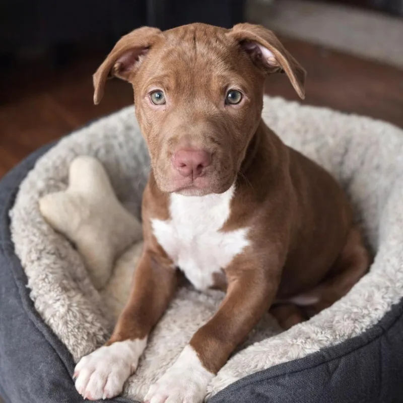 A baby medium-sized female Brown / Chocolate Pit Bull Terrier dog named Angelica for adoption in Cranston, RI
