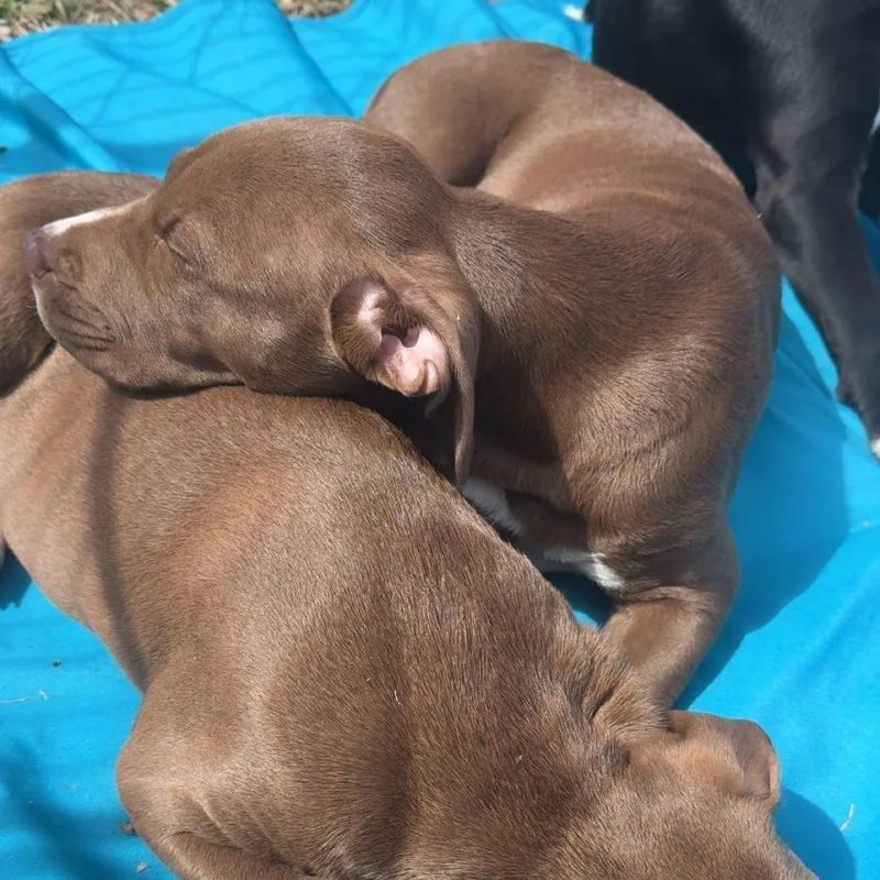 Angelica thumbnail 2