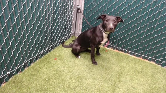 A baby medium-sized female Labrador Retriever dog named Negra for adoption in Downey, CA