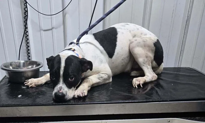 A young medium-sized female Tricolor (Brown, Black, & White) Boxer dog named Sadie for adoption in Waverly, OH