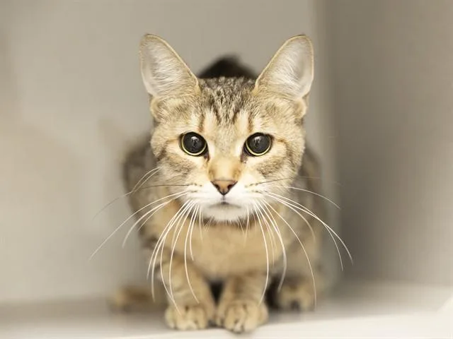 An adult medium-sized female Domestic Short Hair cat named Oat for adoption in Phoenix, AZ