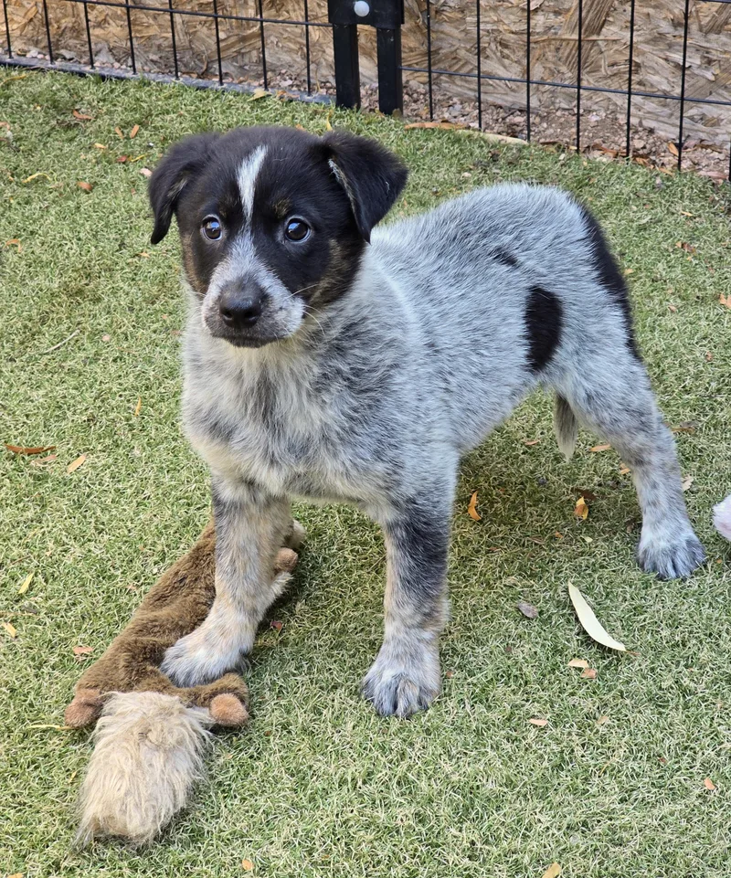 A baby medium-sized female Australian Cattle Dog / Blue Heeler dog named Azure for adoption in Apache Junction, AZ