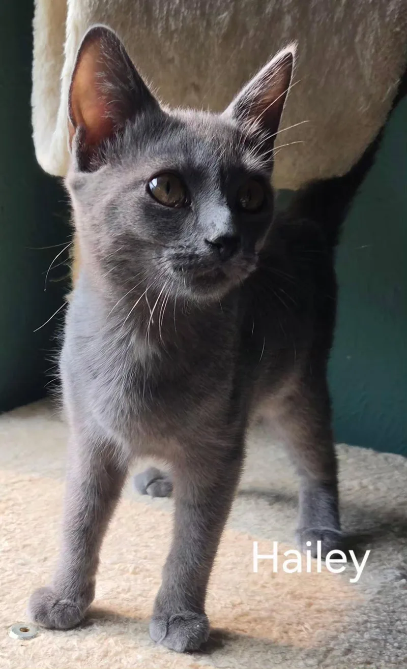 A baby medium-sized female Gray / Blue / Silver Domestic Short Hair cat named Hailey for adoption in Oviedo, FL