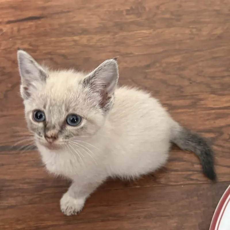A baby small-sized female White Domestic Short Hair cat named Baby for adoption in Ferndale, WA