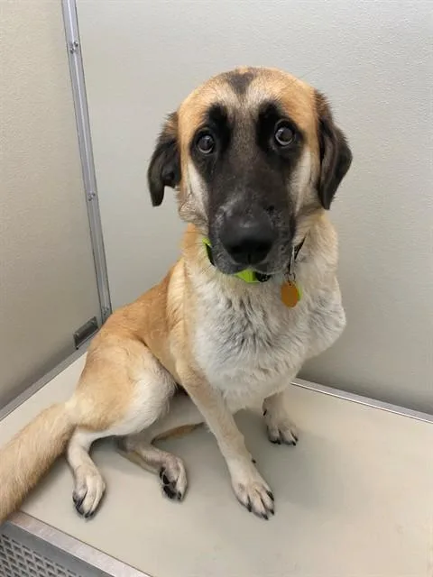 Nala