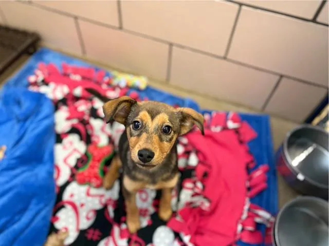 A baby small-sized male German Shepherd Dog dog named Goku for adoption in Fort Wayne, IN