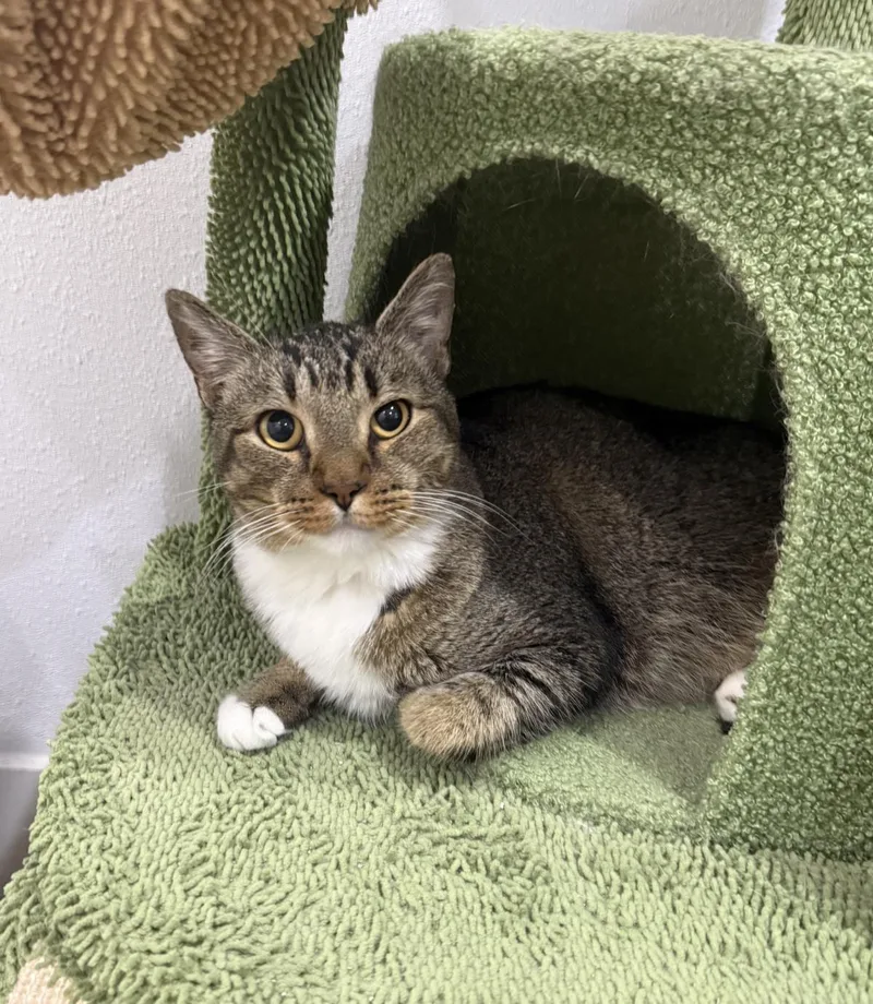 An adult medium-sized male Domestic Short Hair cat named Kacey for adoption in Lincoln, CA