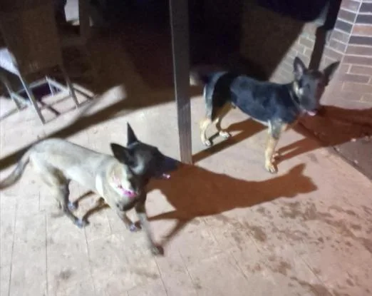 A young large-sized female Belgian Shepherd / Malinois dog named Diana for adoption in Houston , TX