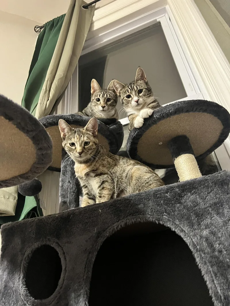 Venus Millick thumbnail 2