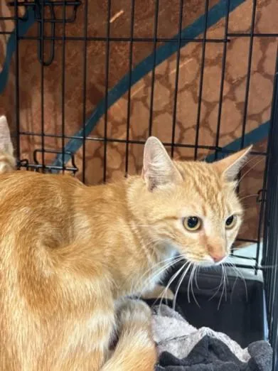 A young large-sized female American Shorthair cat named Poppyseed for adoption in Chatsworth, CA