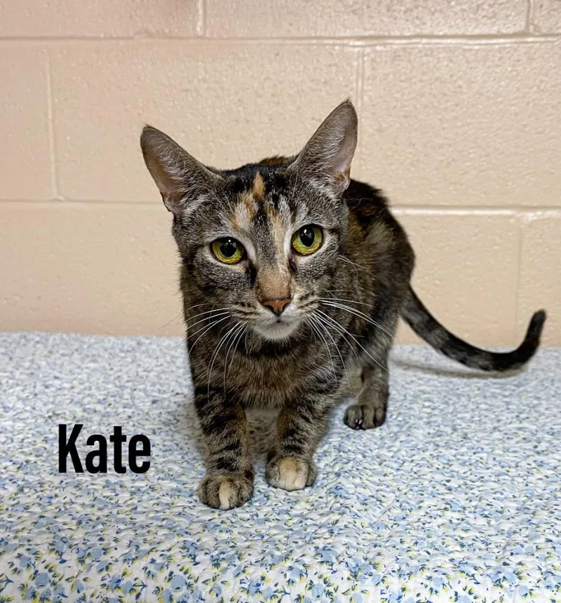 An adult large-sized female Domestic Short Hair cat named Kate for adoption in Clearfield, KY