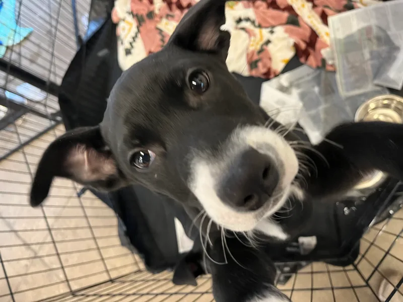 Oliver And Cora thumbnail 4